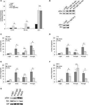Role of Src and Cortactin in Pemphigus Skin Blistering